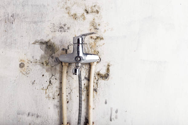 Best Home Mold Removal  in Petaluma, CA