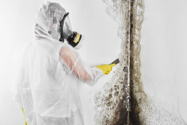 Best Best Mold Removal Companies  in Petaluma, CA