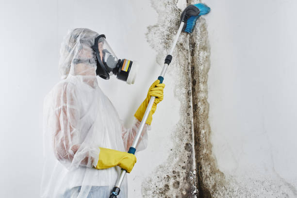 Best Certified Mold Removal  in Petaluma, CA