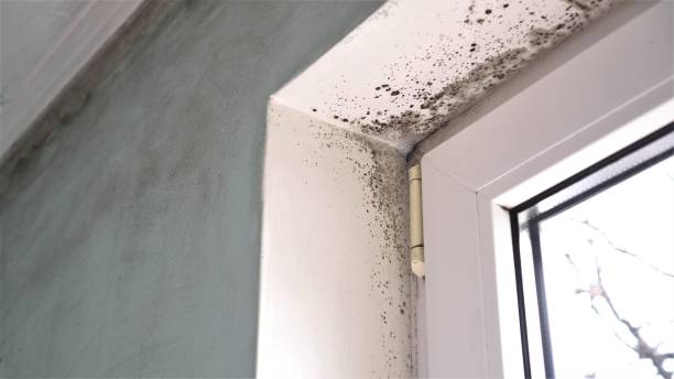 Best Mold Testing  in Petaluma, CA