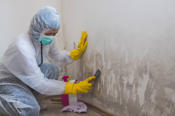 Certified Mold Removal in Petaluma, CA