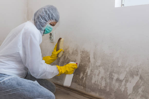 Best Black Mold Removal  in Petaluma, CA