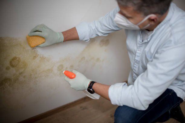 Best Local Mold Removal Service  in Petaluma, CA