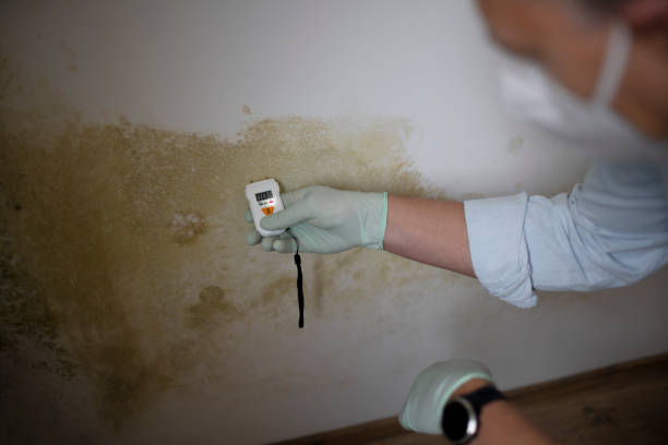 Best Mold Testing and Removal  in Petaluma, CA