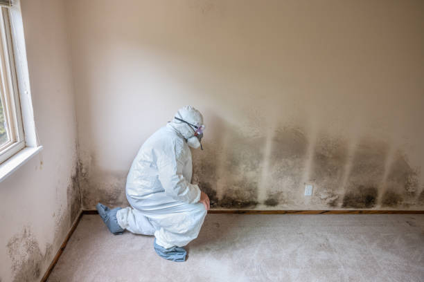 Best Mold Cleaning Services  in Petaluma, CA