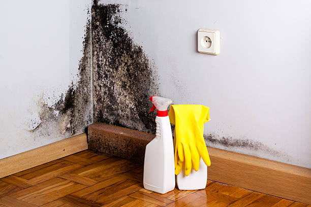 Best Mold Remediation  in Petaluma, CA