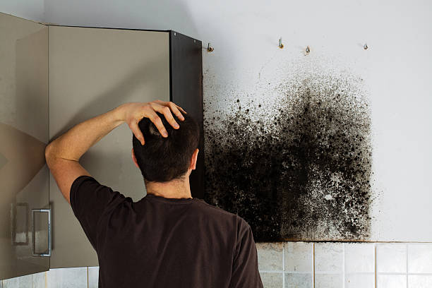 Petaluma, CA Mold Removal Company
