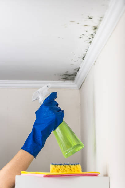 Best Black Mold Removal  in Petaluma, CA