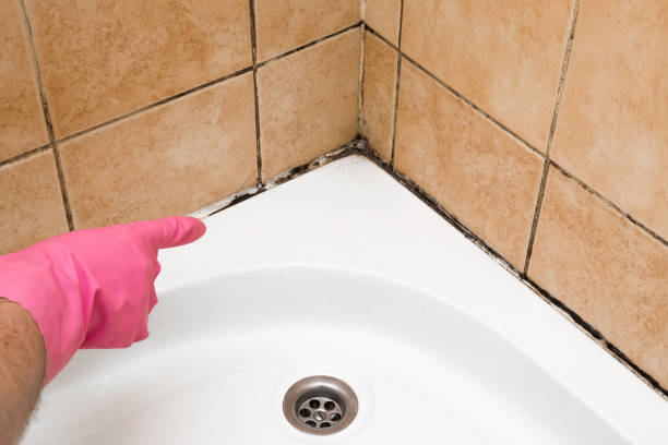 Best Toxic Mold Removal  in Petaluma, CA