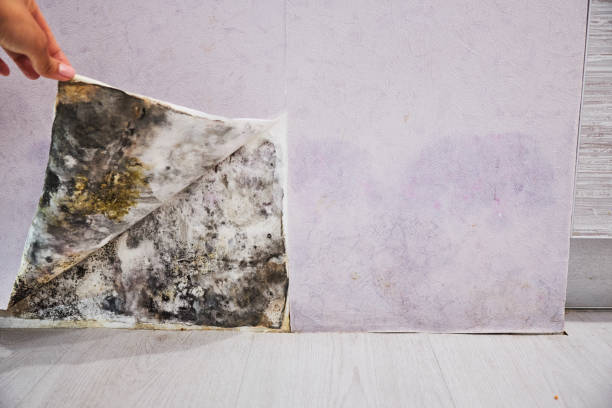 Best Professional Mold Removal  in Petaluma, CA